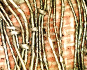 Zdjęcie mikroskopowe nici cypryjskich.